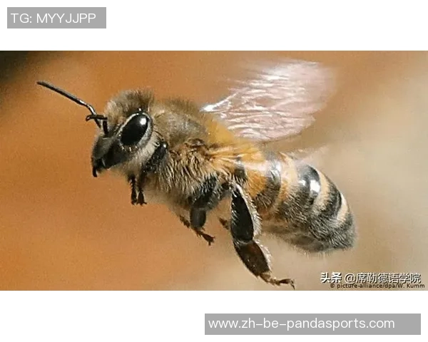 天空：雅内尔特自在身归队的或许越来越大，小蜜蜂在找替代者